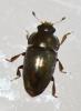 Meligethinae inconnu